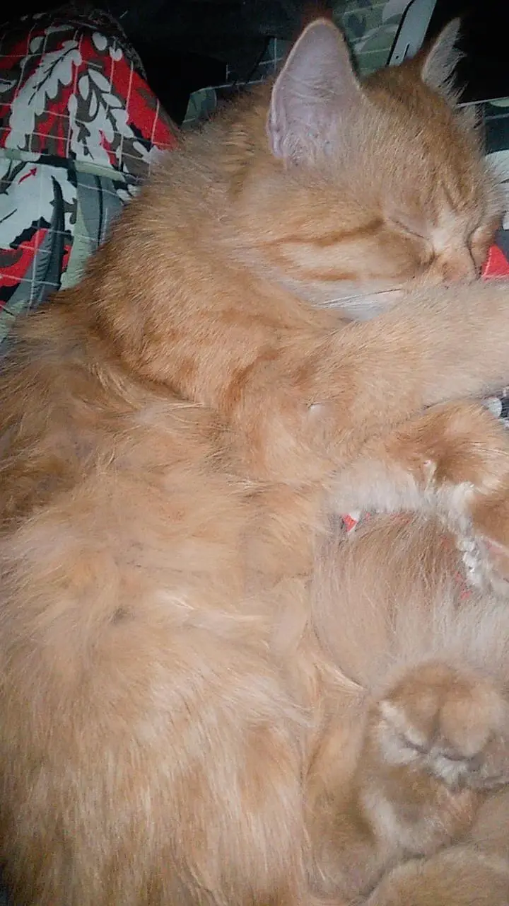Persian cat with 4 kittens — photo 4