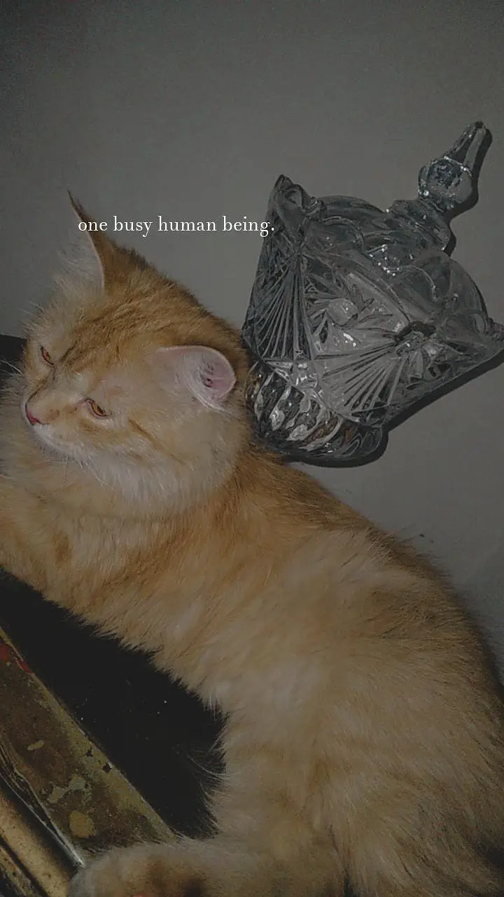 Persian cat with 4 kittens — photo 5