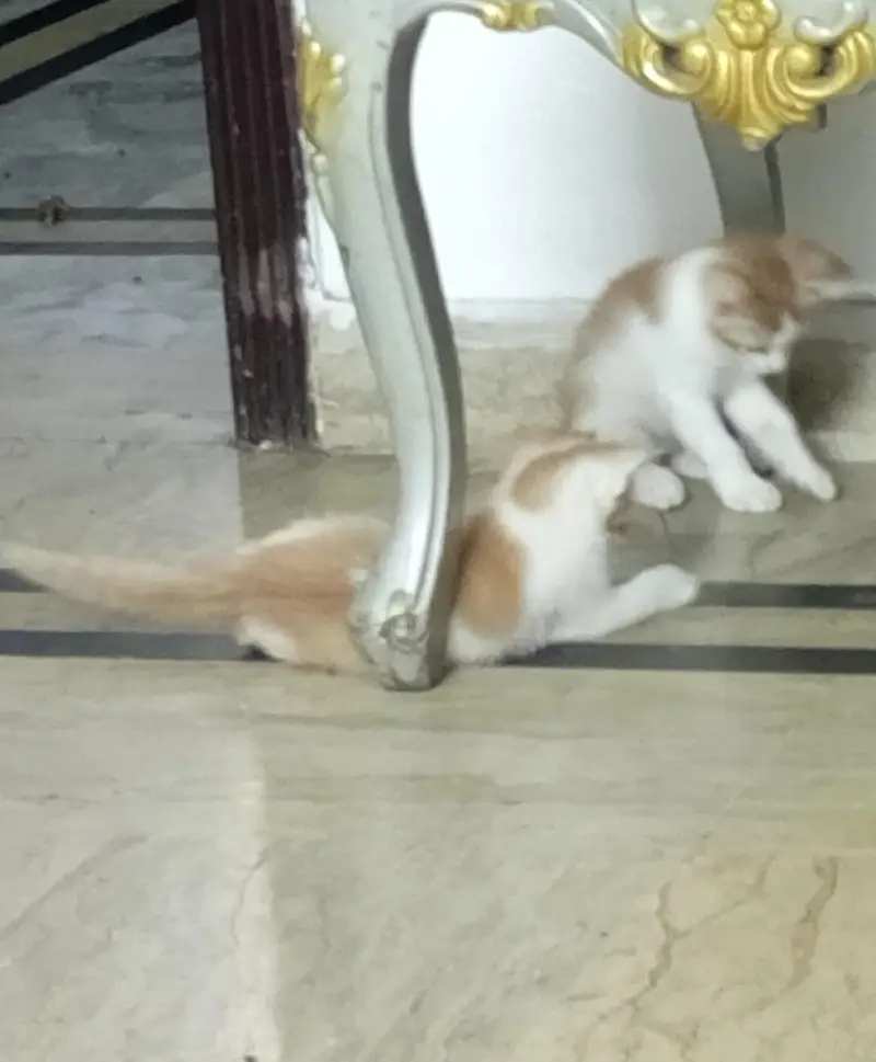Persian cat with 4 kittens — photo 6