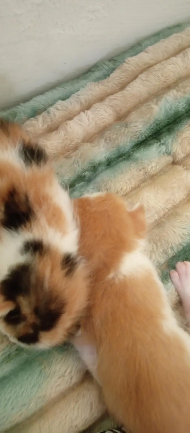 Persian cat with 4 kittens — photo 9
