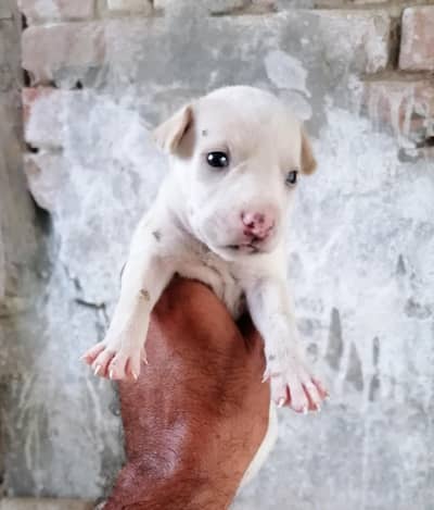 kohati gultair pink nose female puppy