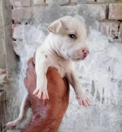 kohati gultair pink nose female puppy