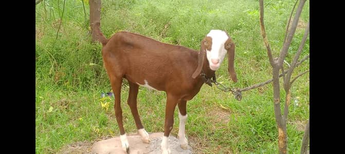 gulabi bakri healthy age 6 SE 7 mah khubsurat 03278247054