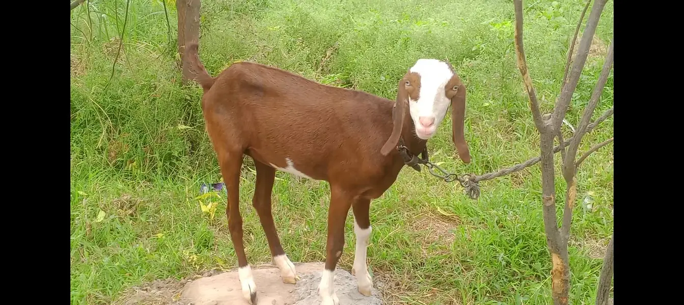 gulabi bakri healthy age 6 SE 7 mah khubsurat 03278247054