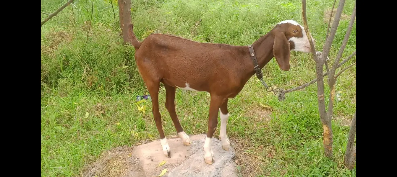 gulabi bakri healthy age 6 SE 7 mah khubsurat 03278247054 — photo 2