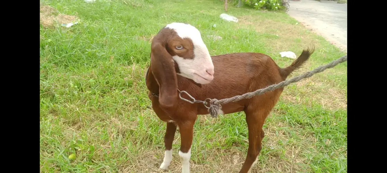gulabi bakri healthy age 6 SE 7 mah khubsurat 03278247054 — photo 3