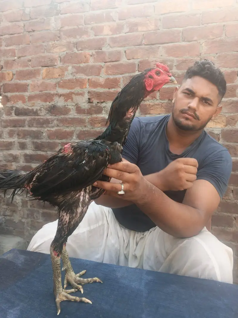Panus+pakoya — photo 2