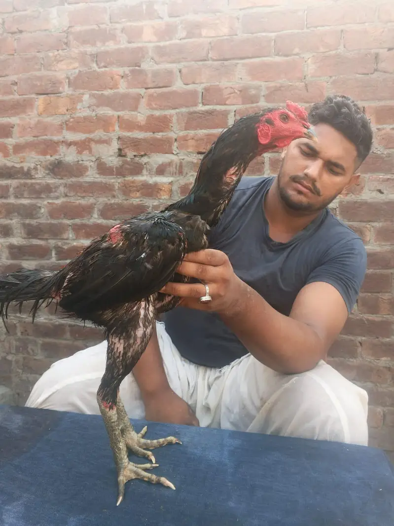Panus+pakoya — photo 3