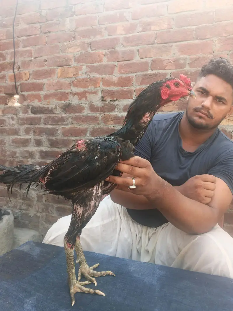 Panus+pakoya — photo 4