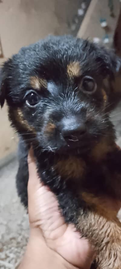 German shepherd puppies