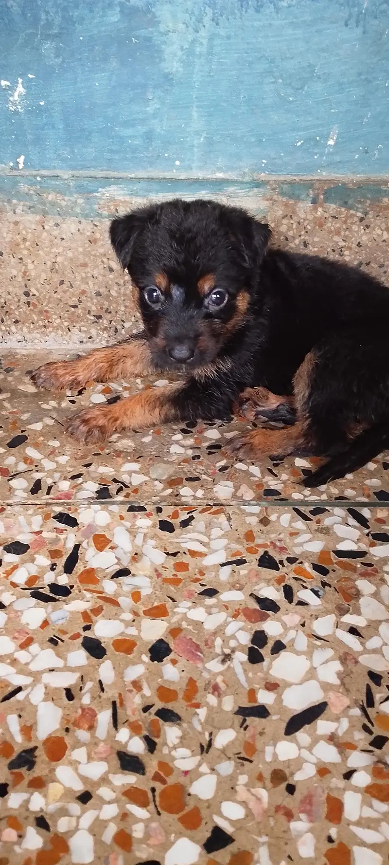 German shepherd puppies — photo 2