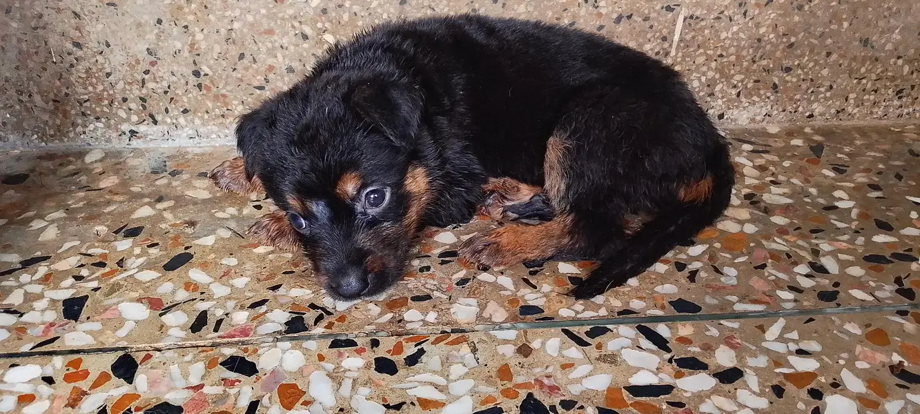 German shepherd puppies — photo 3