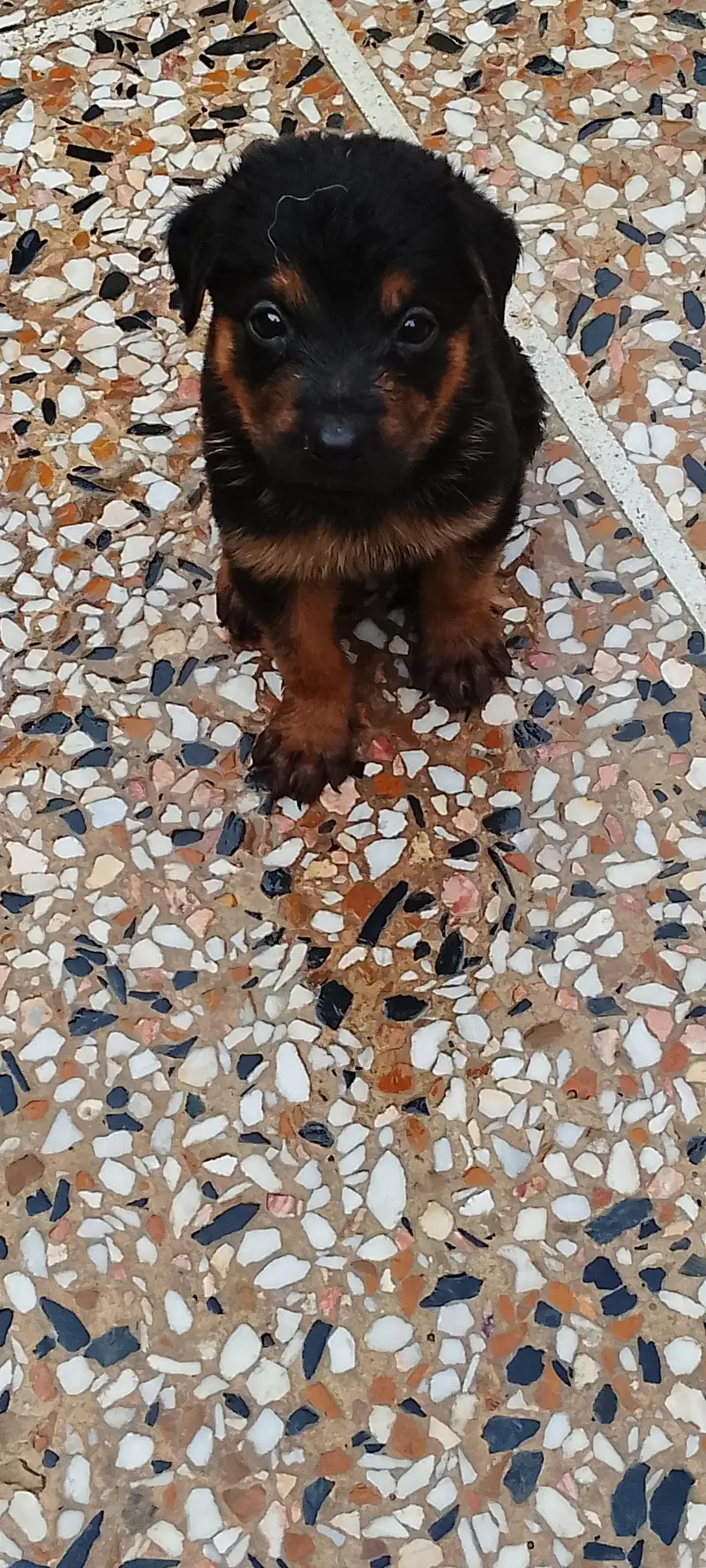 German shepherd puppies — photo 4