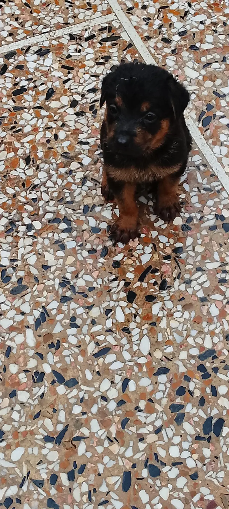 German shepherd puppies — photo 5