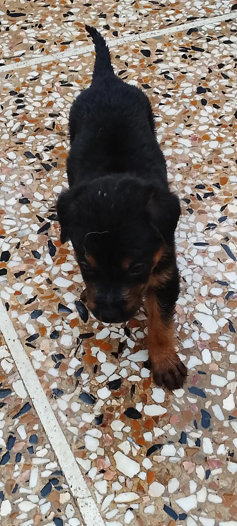 German shepherd puppies — photo 6