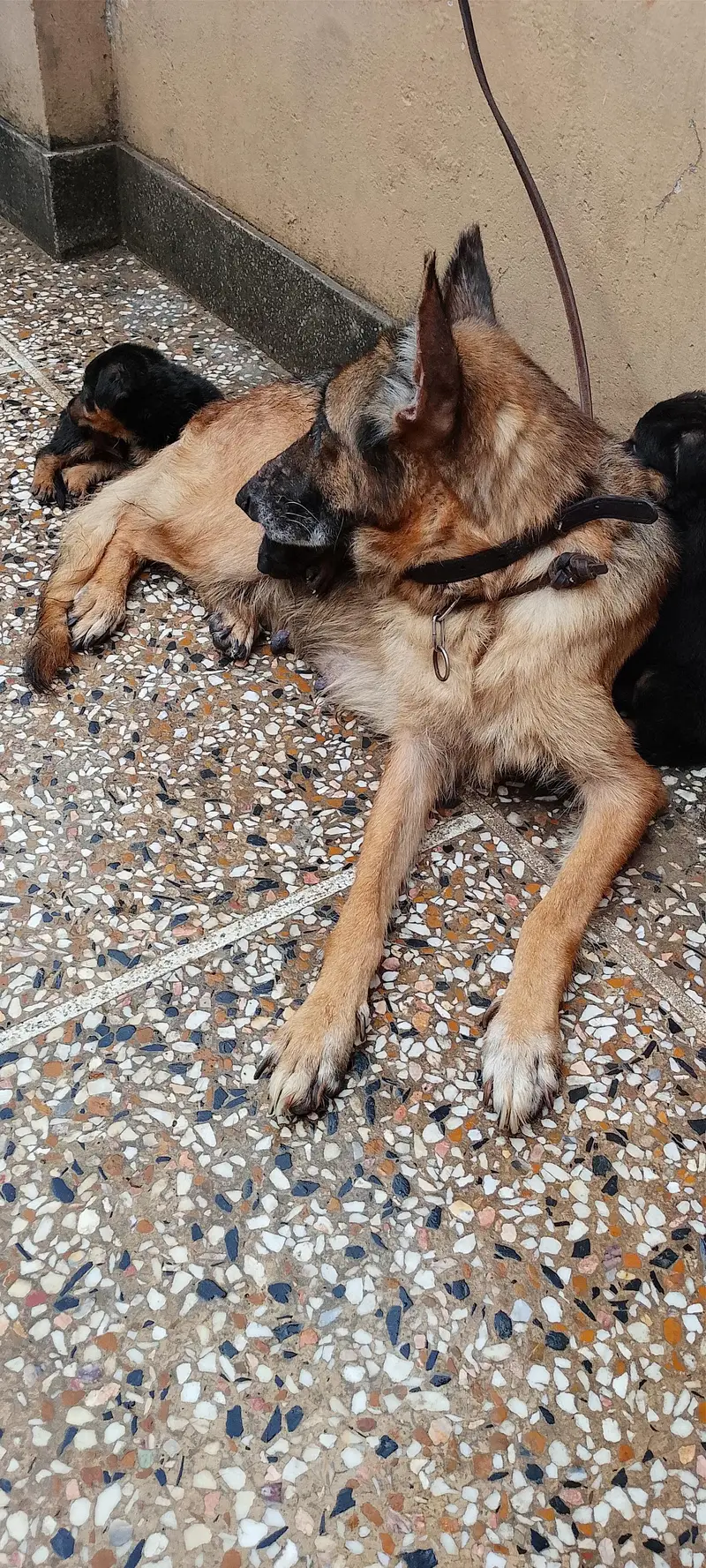 German shepherd puppies — photo 7