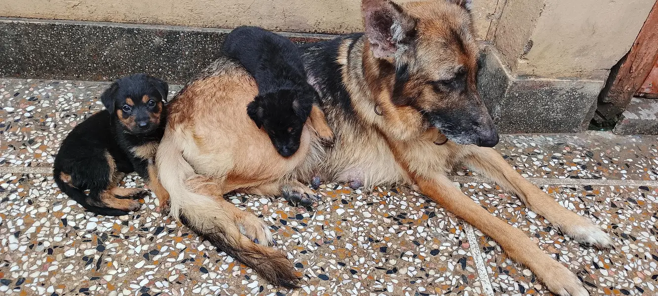 German shepherd puppies — photo 8