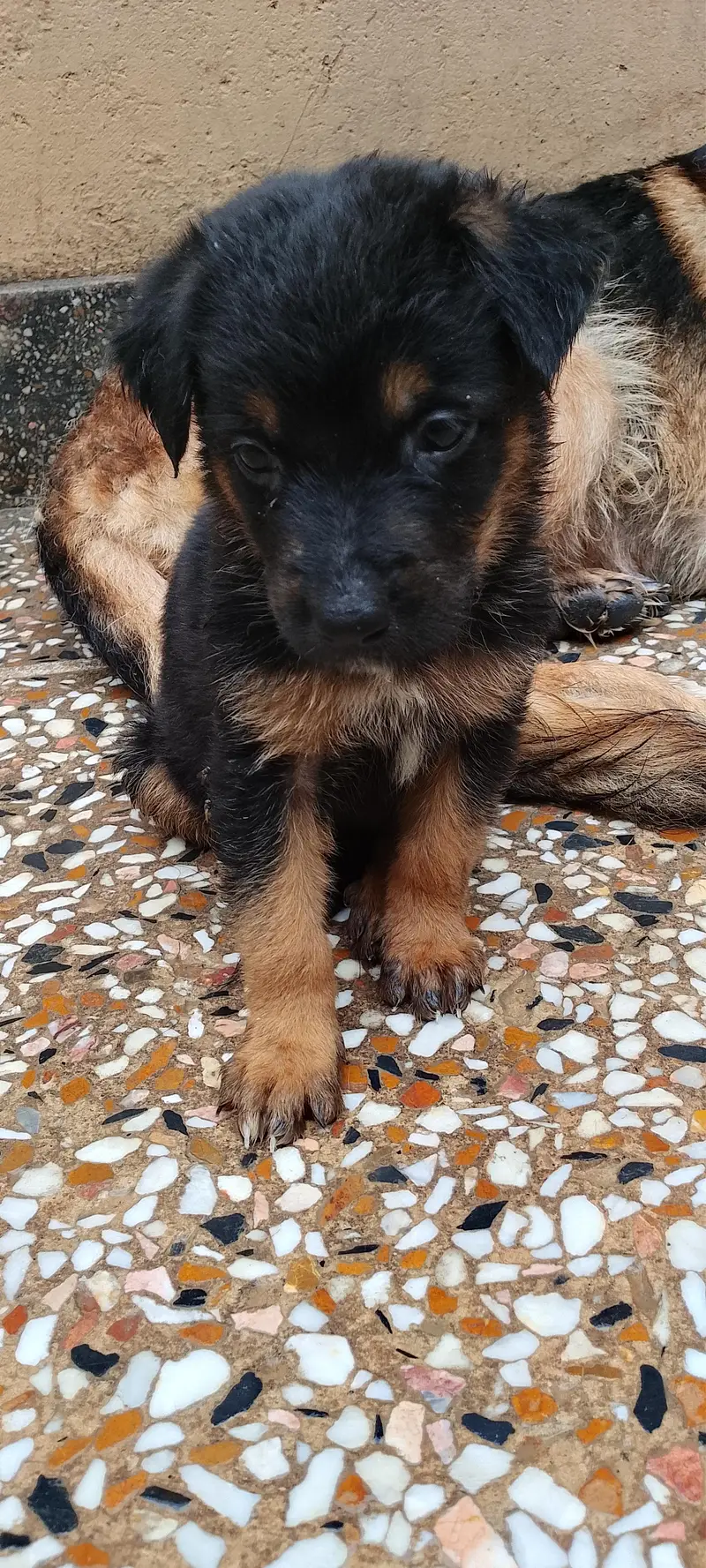 German shepherd puppies — photo 9