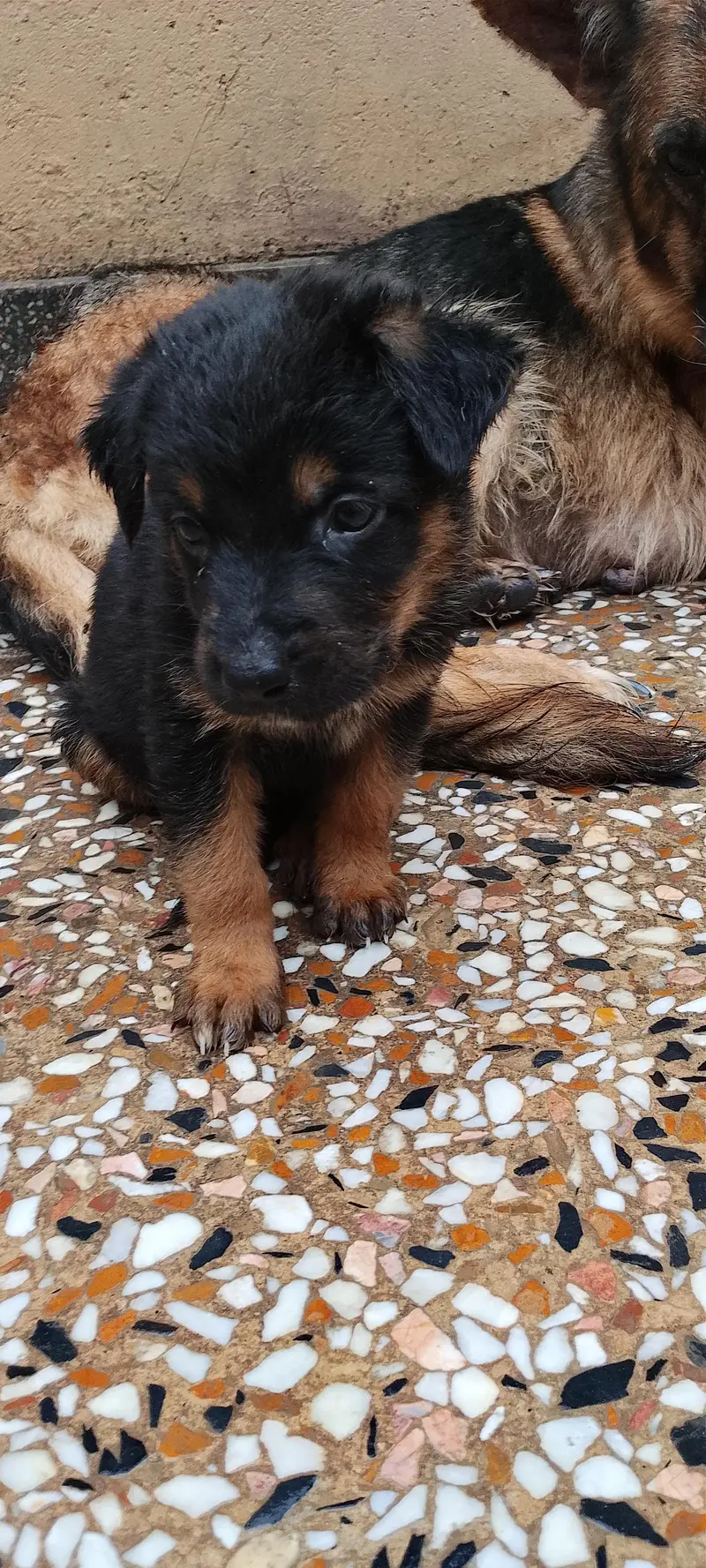 German shepherd puppies — photo 10