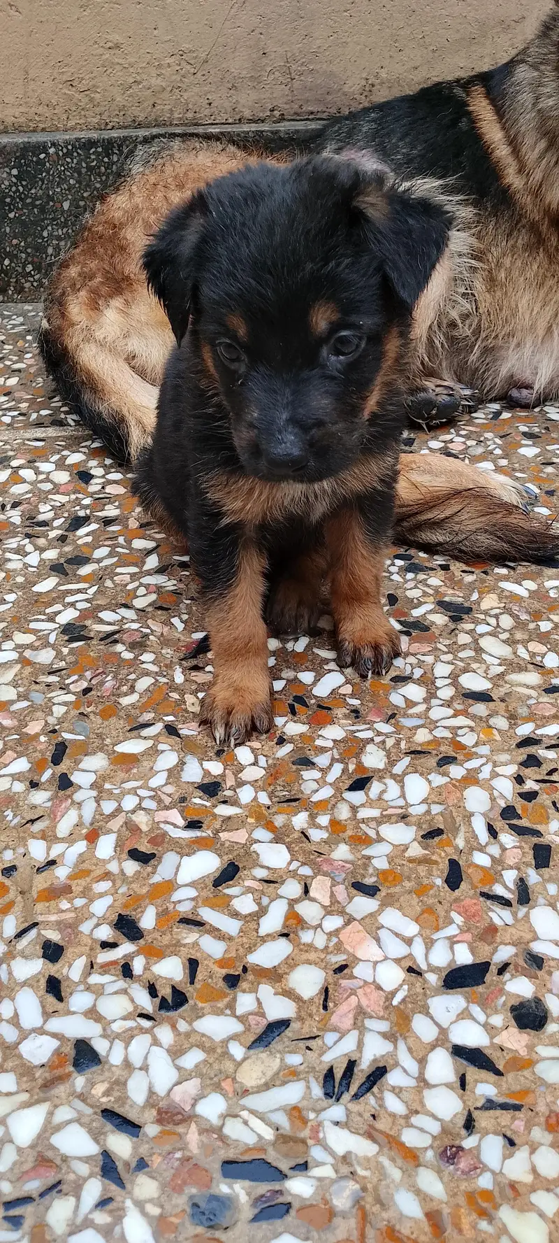 German shepherd puppies — photo 11