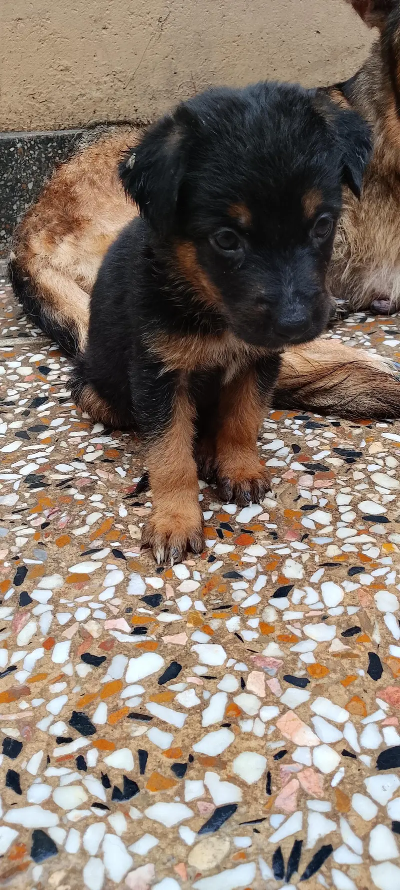 German shepherd puppies — photo 12