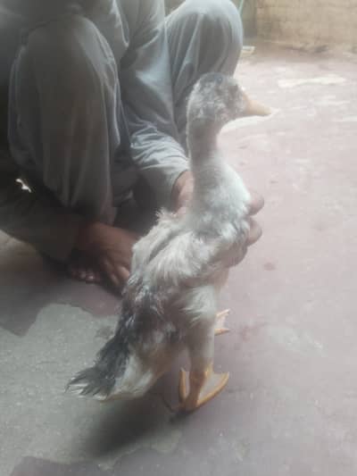 Beautiful Ducks Babies for urgent sale