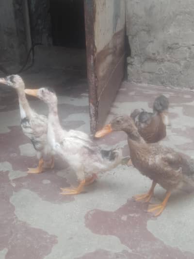 Beautiful Ducks Babies for urgent sale
