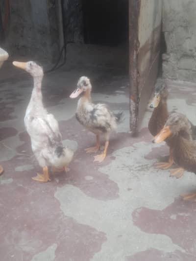 contact 0301 4929920final price Beautiful Ducks Babies for urgent sale