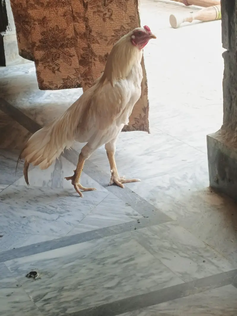 Aseel Heera murga — photo 3
