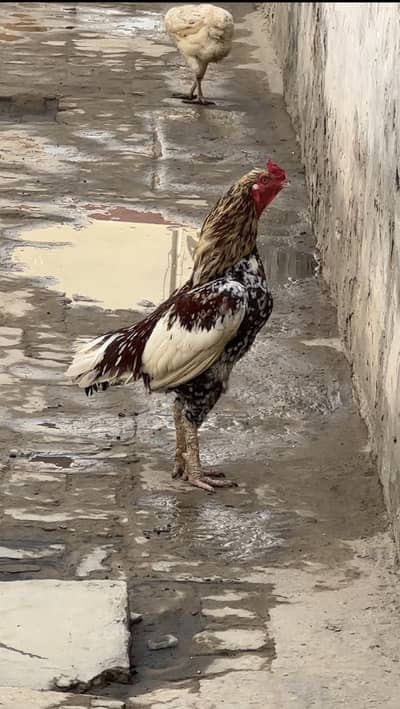 Cheena Aseel murgha