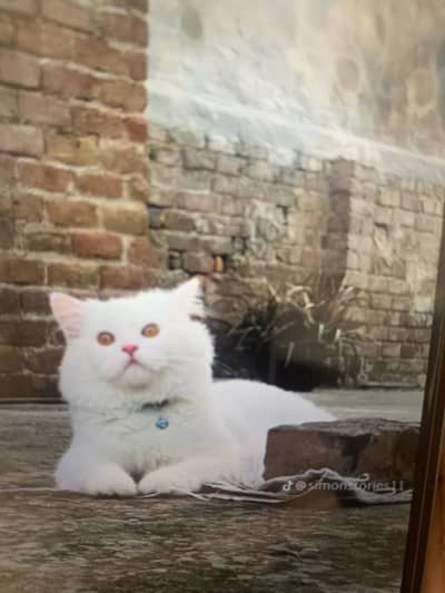 Catto