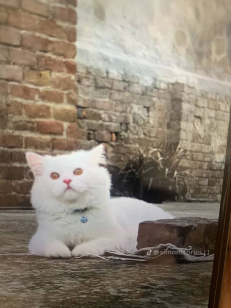 Catto 0