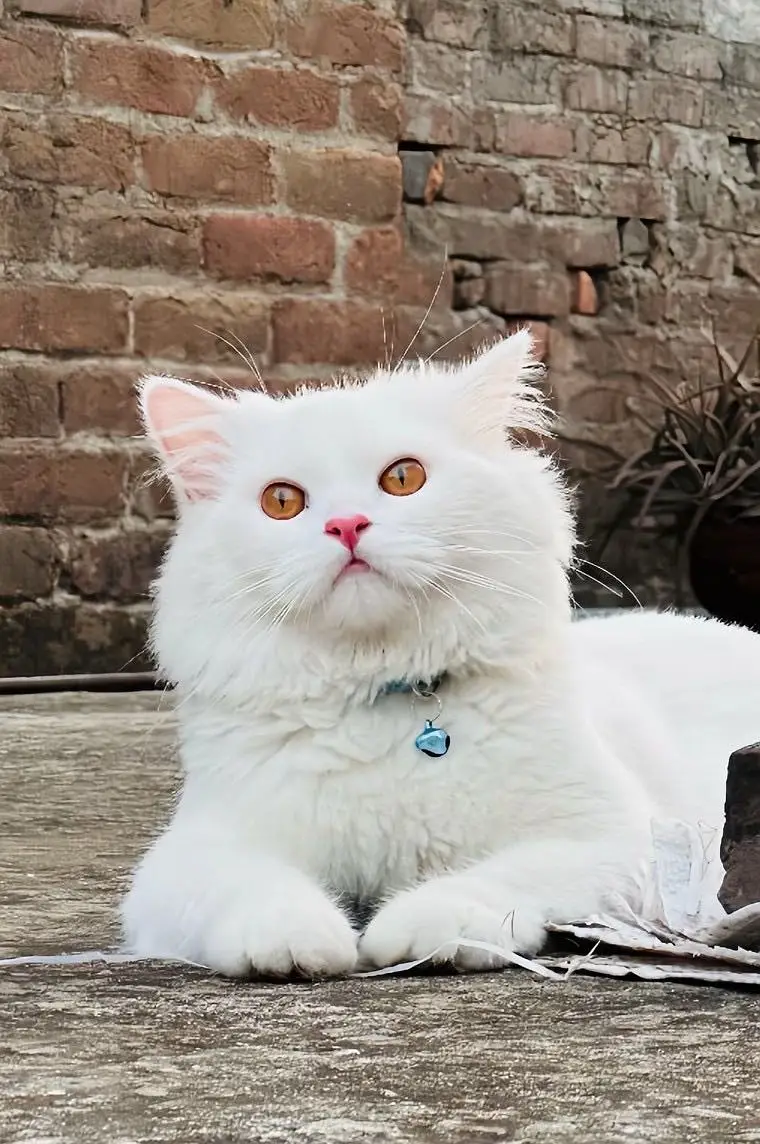 Catto — photo 2