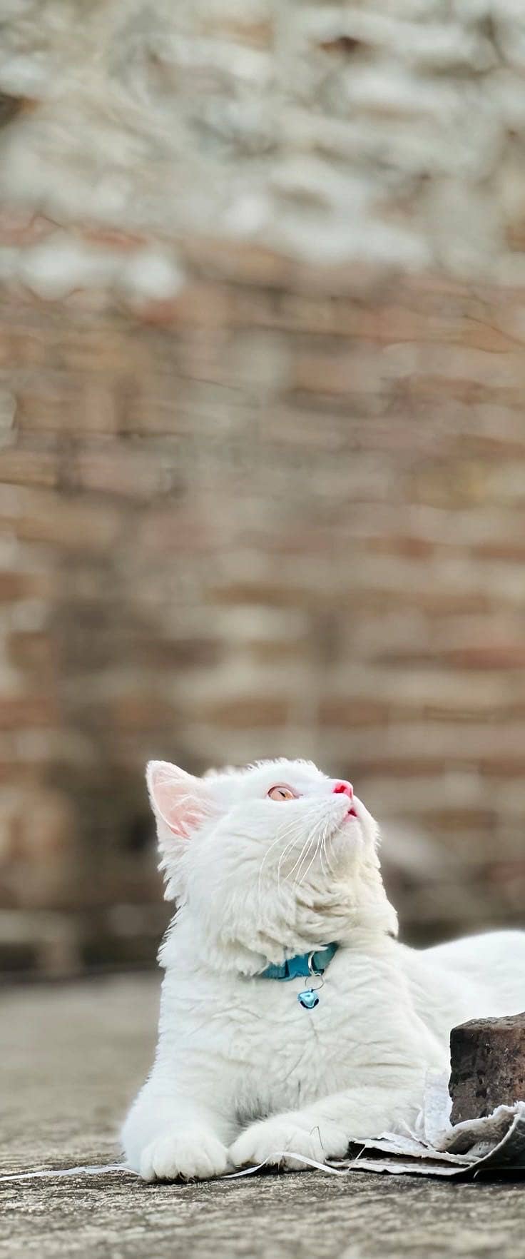 Catto 2