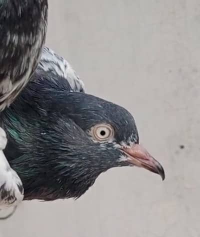 Royal Taddy Pair