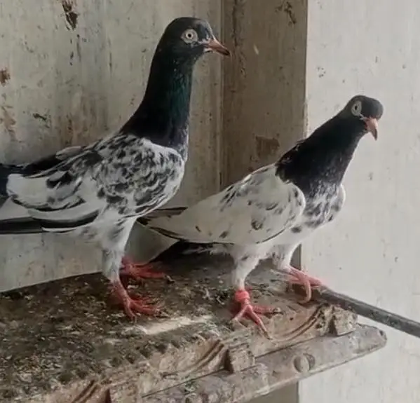 Royal Taddy Pair — photo 5