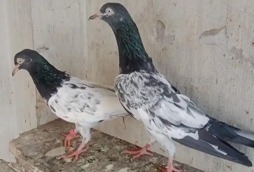 Royal Taddy Pair — photo 6