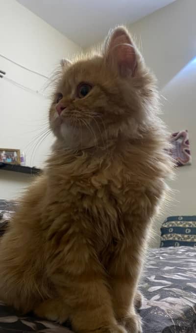Persian Orange Female Cat