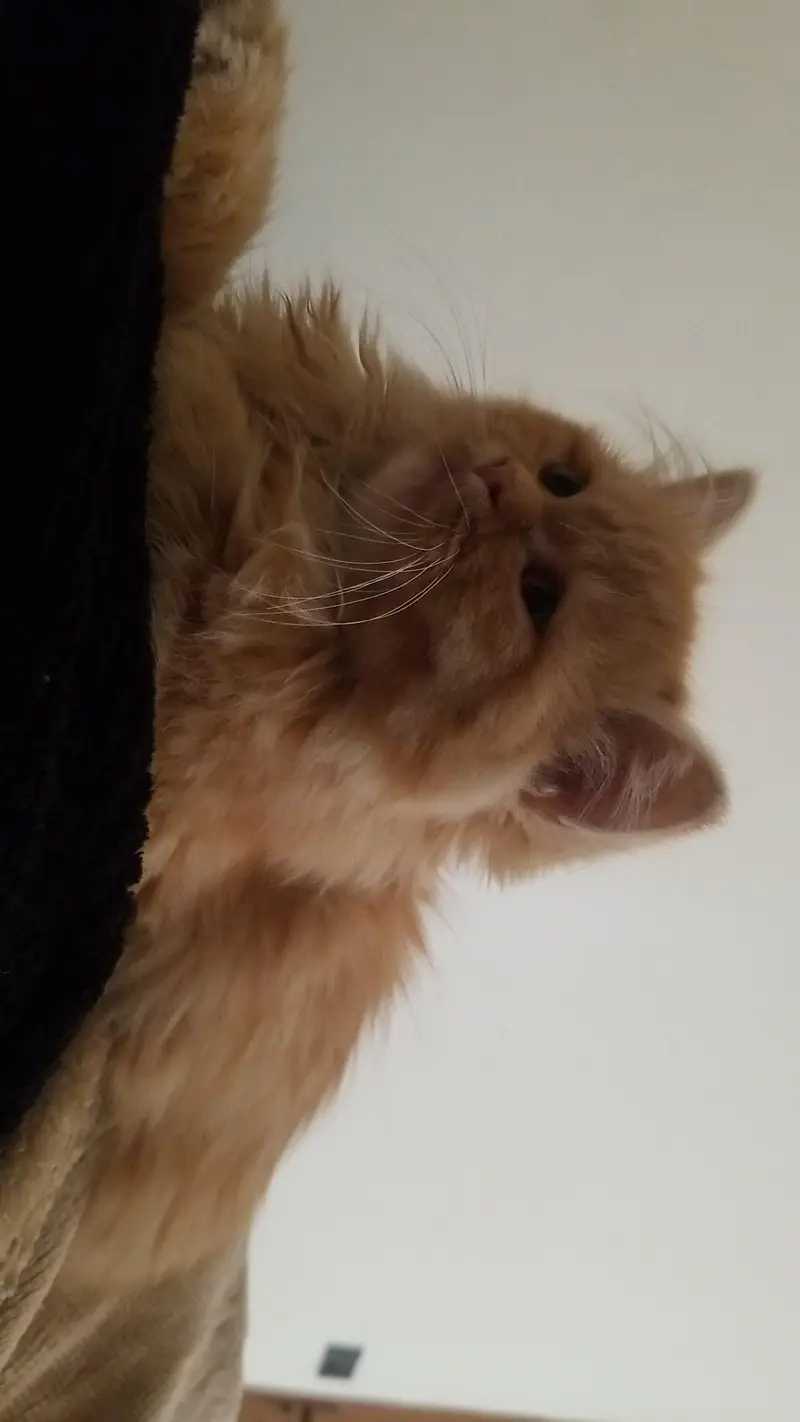 Persian Orange Female Cat — photo 2