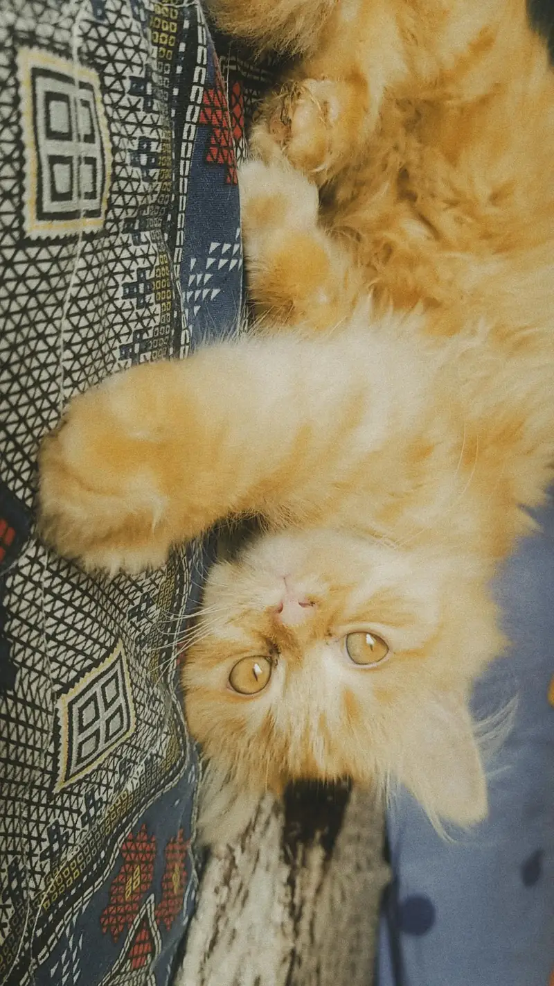 Persian Orange Female Cat — photo 3