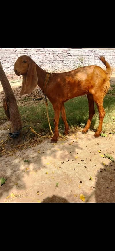 Bakrai | Beetal |Goat |sheep |chatra |kajla