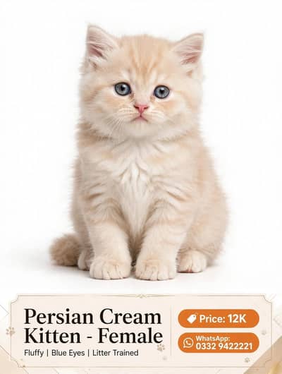 Persian Kitten Pair - Male and Female