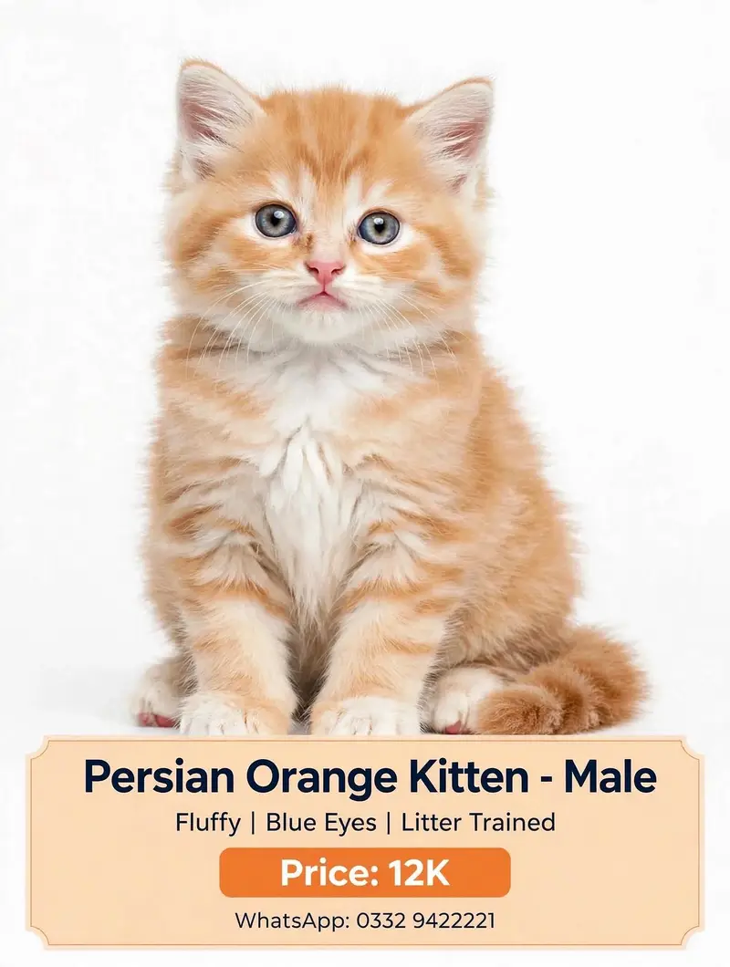 Persian Kitten Pair - Male and Female — photo 2