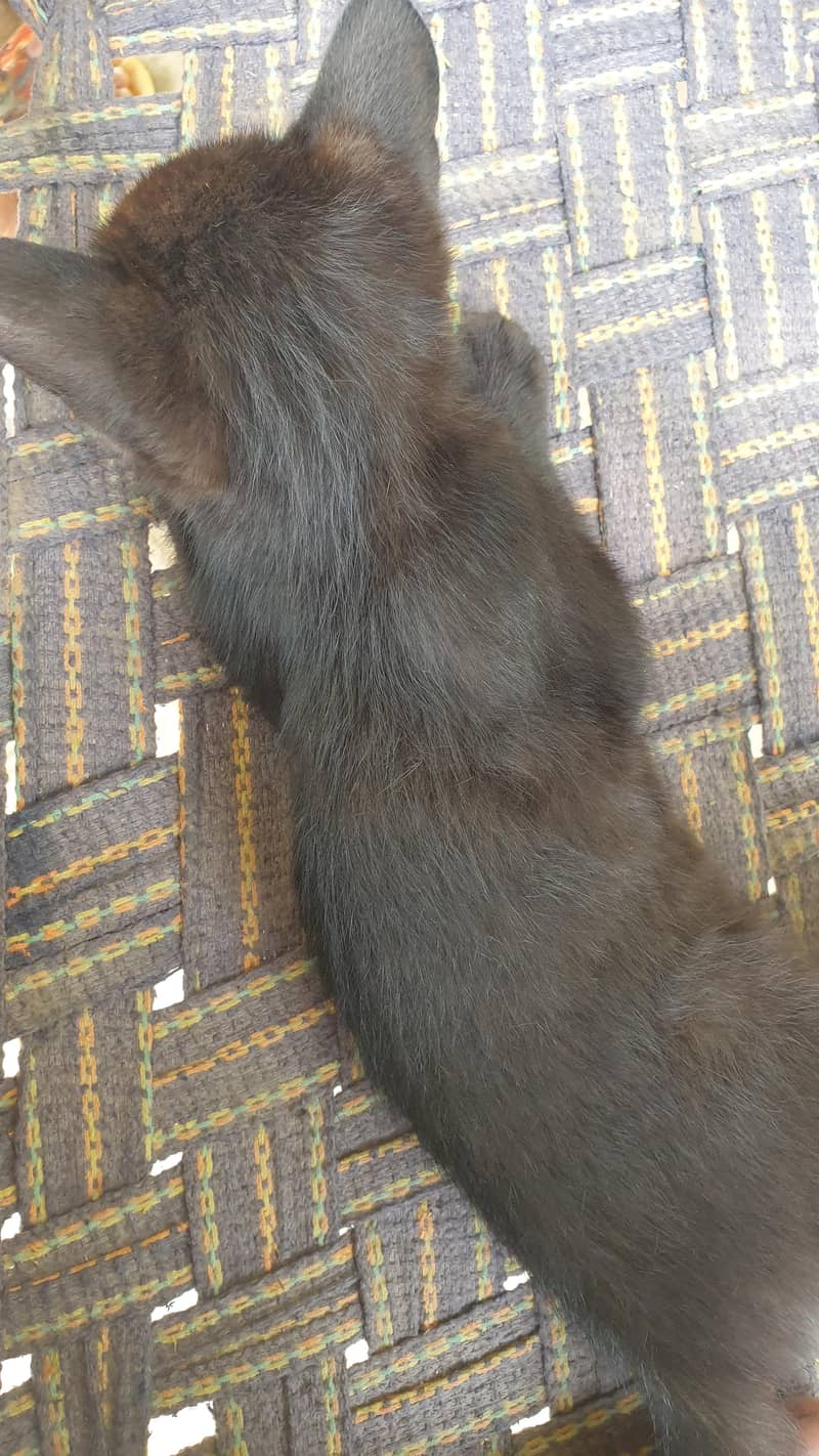 black cat 0