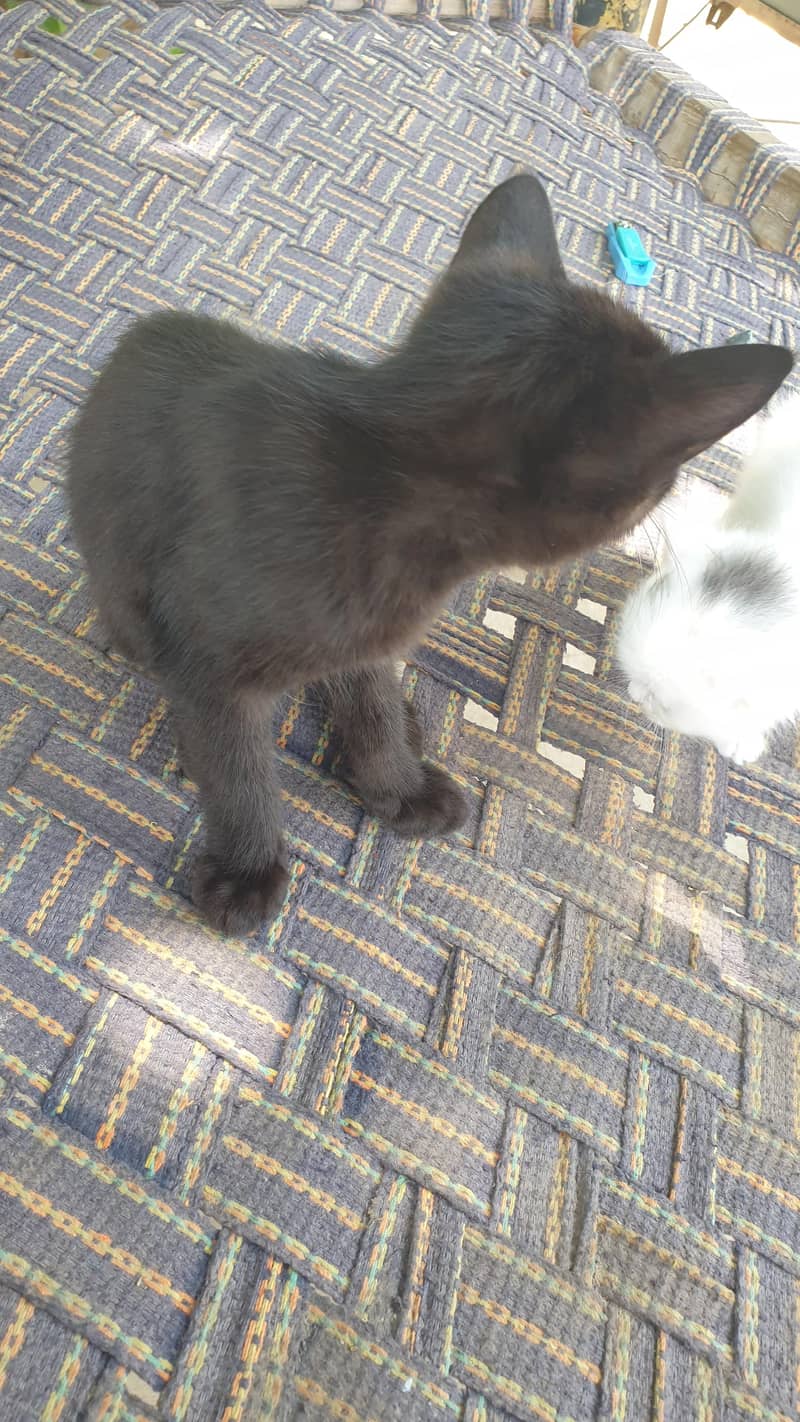 black cat 1
