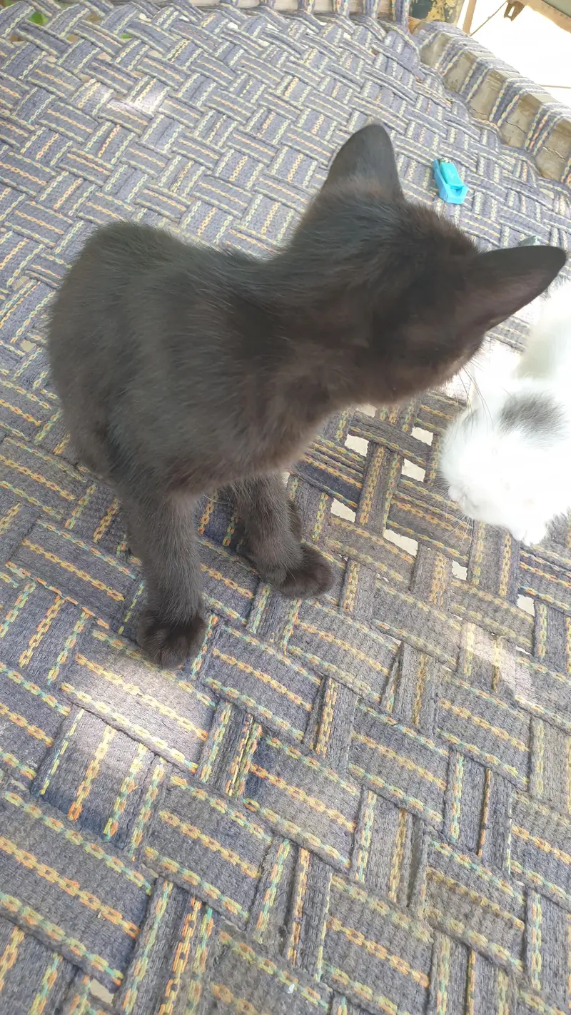 black cat — photo 2