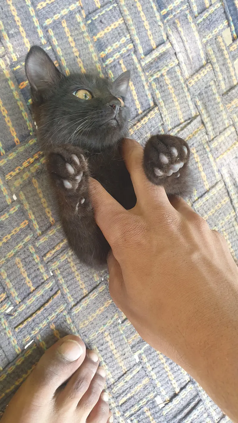 black cat — photo 3