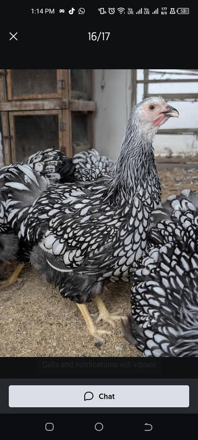 chicks and 100% fertile eggs available