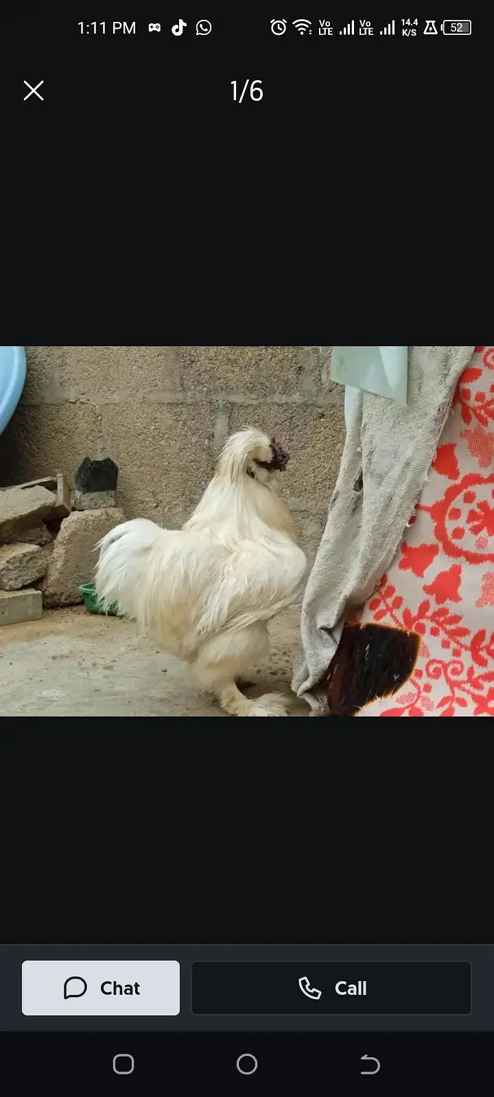 chicks and 100% fertile eggs available — photo 2