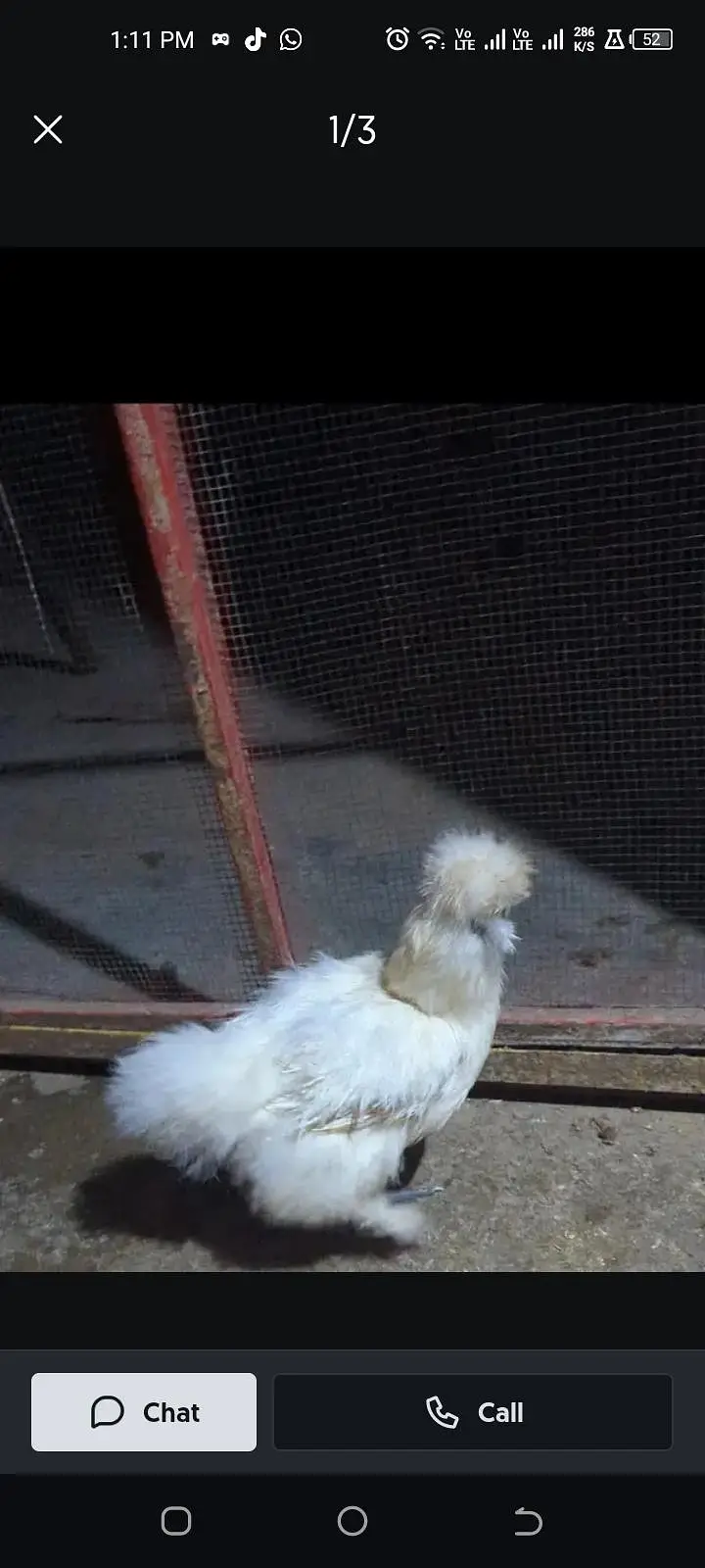 chicks and 100% fertile eggs available — photo 3
